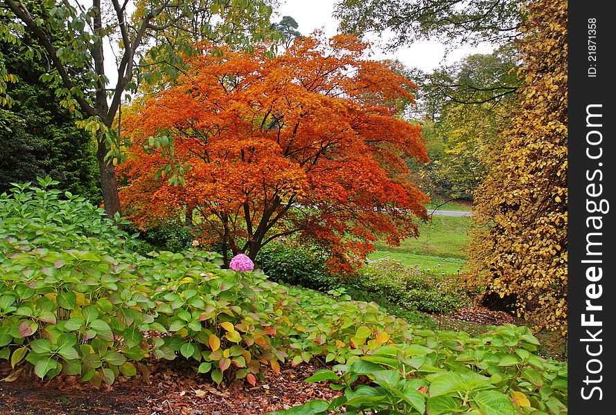 Autumn colors in an English Park with Hydrangeas and Maple