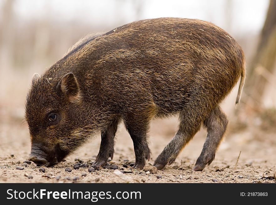Boar - Wild Pig - Sus scrofa in a hungarian forest