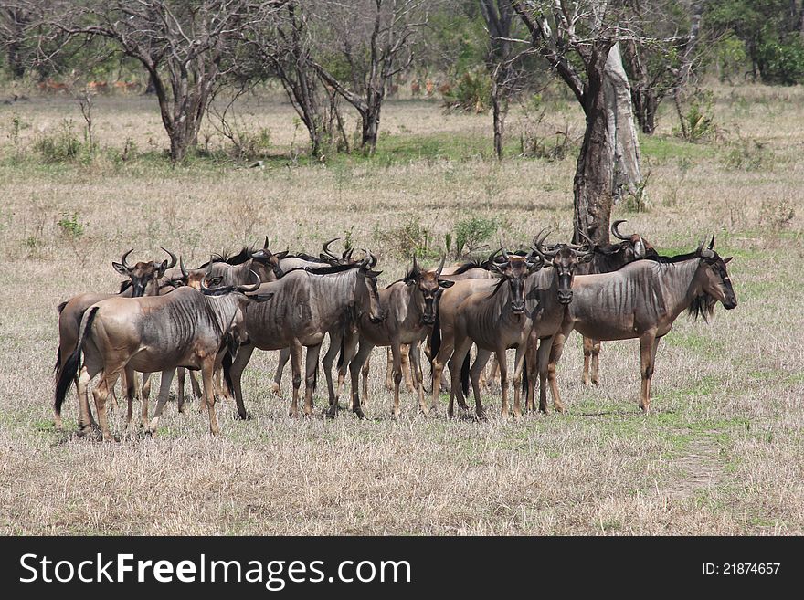 A group of wildebeast stand alert in the Masai Mara while the migration is there, taken in September. A group of wildebeast stand alert in the Masai Mara while the migration is there, taken in September