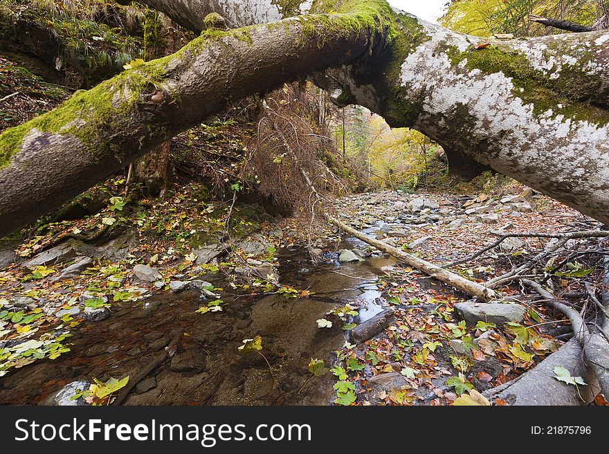 Landscape with fallen trees and a creek in the autumn. Landscape with fallen trees and a creek in the autumn