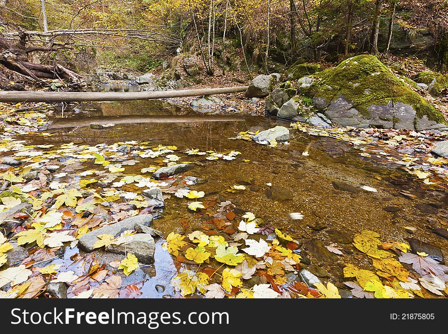 Landscape with fallen trees and a creek in the autumn. Landscape with fallen trees and a creek in the autumn