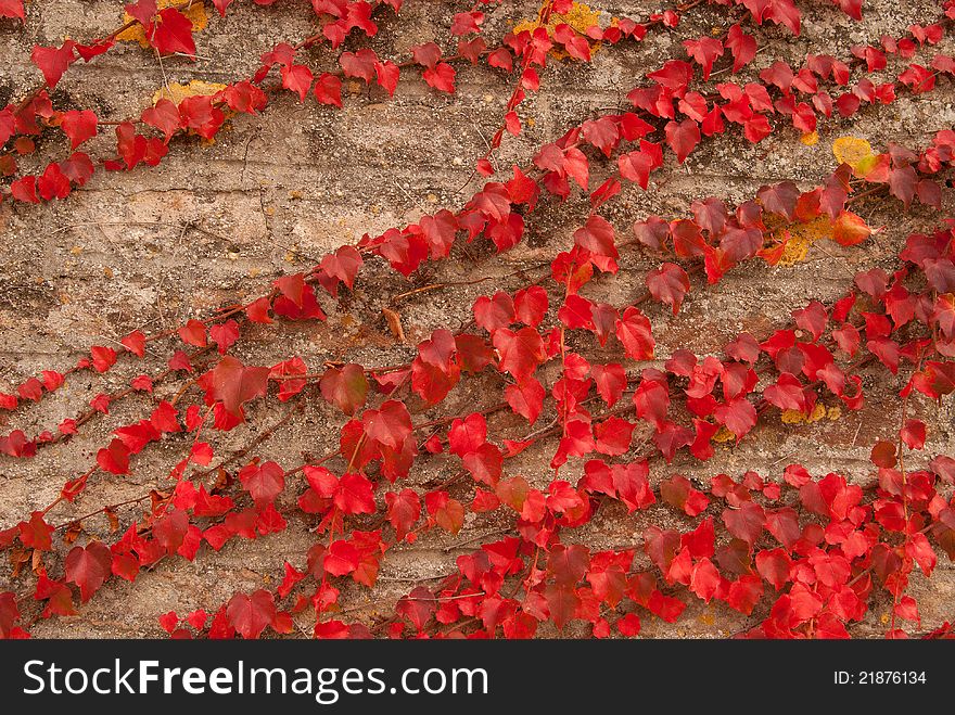 Old wall covered with scarlet red leaves is closeup for the texture. Old wall covered with scarlet red leaves is closeup for the texture