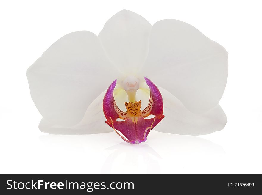 Orchid blossom over white background with clipping path. Natural beauty concept. Orchid blossom over white background with clipping path. Natural beauty concept.