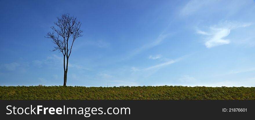 Stand alone tree without leaves clear blue sky background