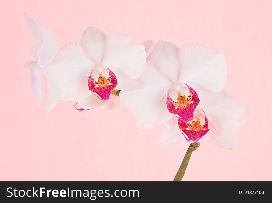 Orchid blossom on pink background. Japanese style concept. Orchid blossom on pink background. Japanese style concept.