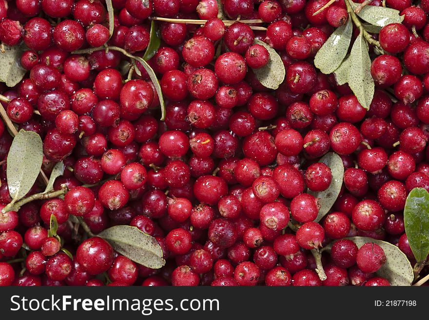 Fresh ripe cranberries as the background. Fresh ripe cranberries as the background