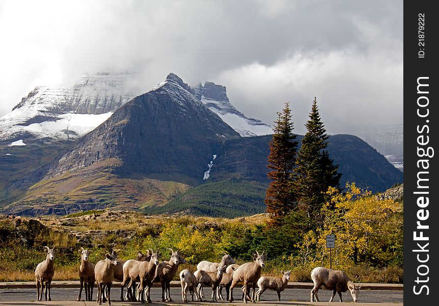 Big Horn Sheep In A Row