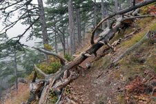 Old Dead Tree In Foggy Forest Royalty Free Stock Photos Old Dead Tree In Foggy Forest Royalty Free Stock Photos
