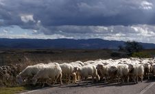 Sheeps On The Road. Royalty Free Stock Photography Sheeps On The Road. Royalty Free Stock Photography