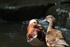 Duck Royalty Free Stock Image