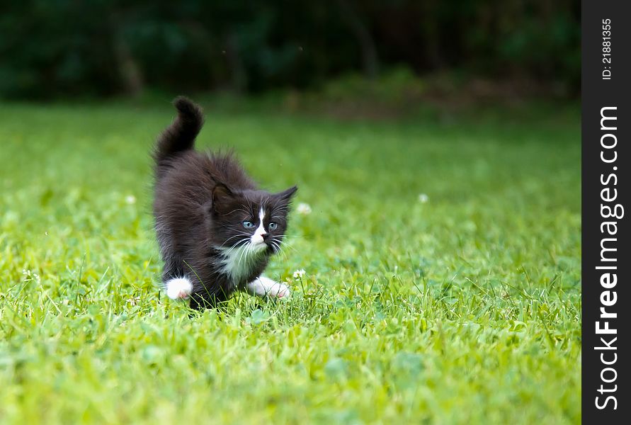 A kitten is running on the grass. A kitten is running on the grass
