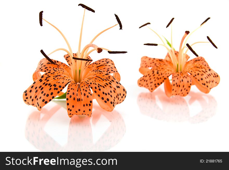 Orange lily isolated on white background