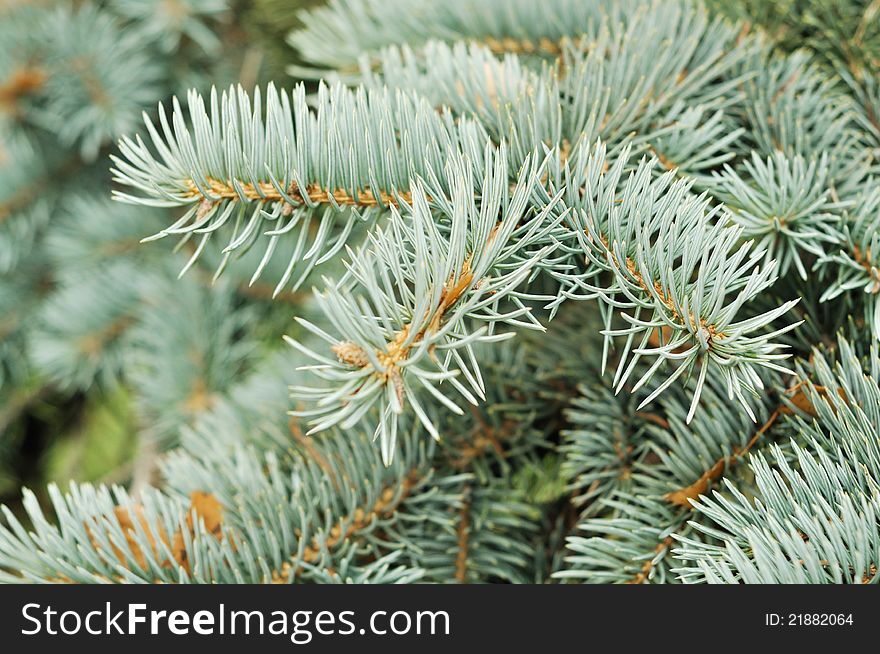 Christmas tree branches, close up shot