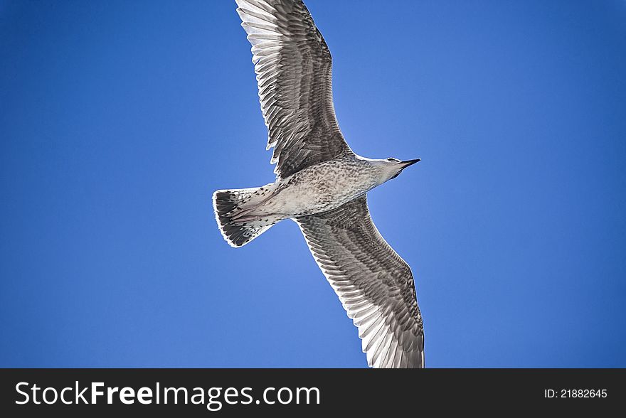 Beautiful seagull flying on the blue sky looking like is bringing peace. Beautiful seagull flying on the blue sky looking like is bringing peace