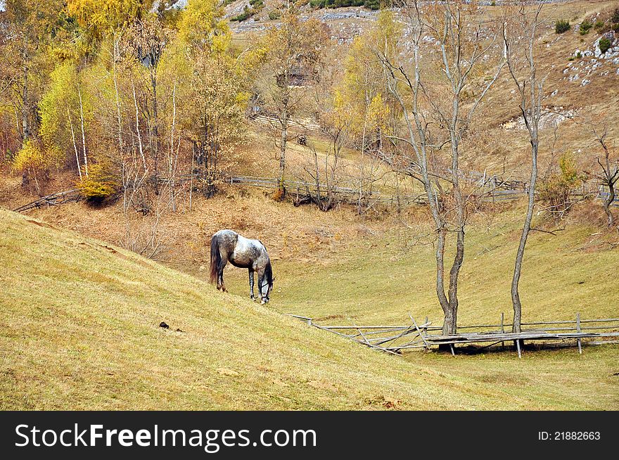 Horse on autumn hill