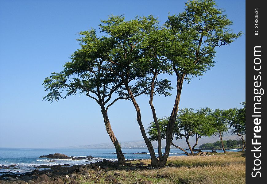 Ocean bay coastline with rocks and trees. Big Island, Hawaii. Ocean bay coastline with rocks and trees. Big Island, Hawaii.