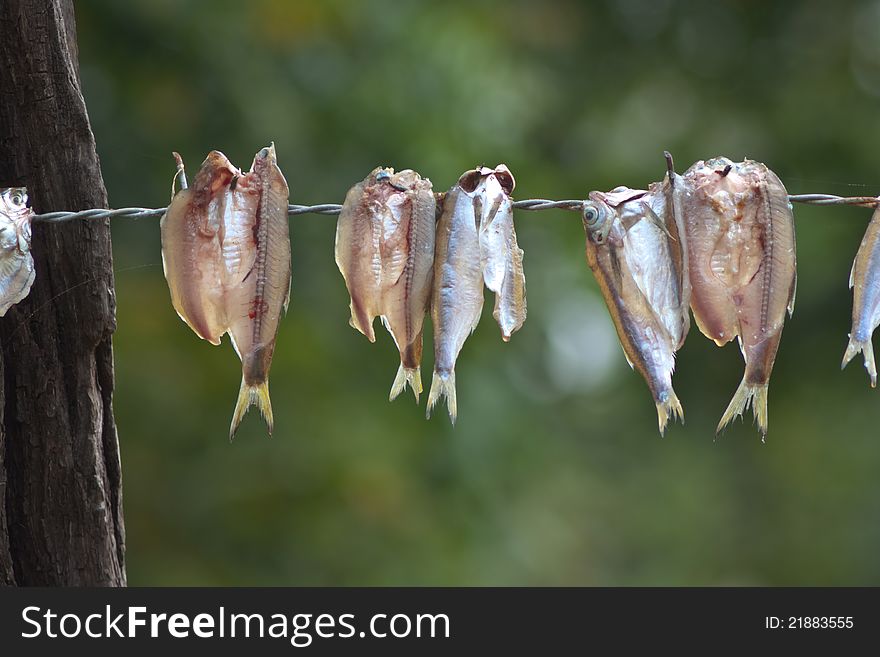Dried fish hanging on a Barb