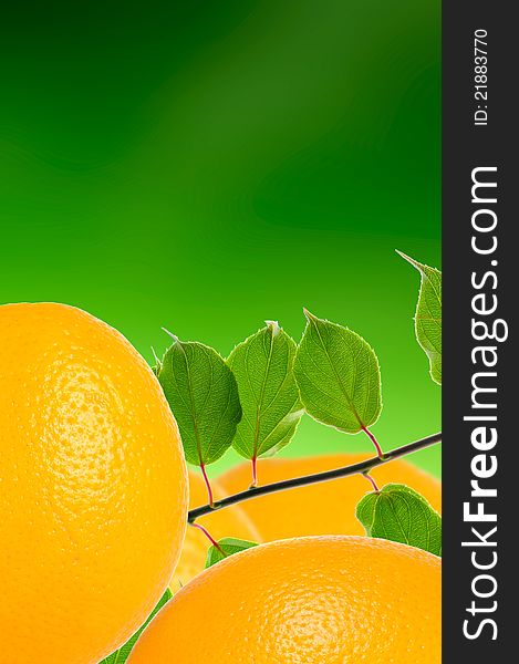 Oranges with green leaves on a green background. Oranges with green leaves on a green background