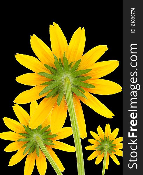 Yellow coneflowers (rear view) on a black background. Yellow coneflowers (rear view) on a black background