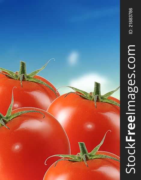 Four ripe tomatoes over a blue sky background. Four ripe tomatoes over a blue sky background