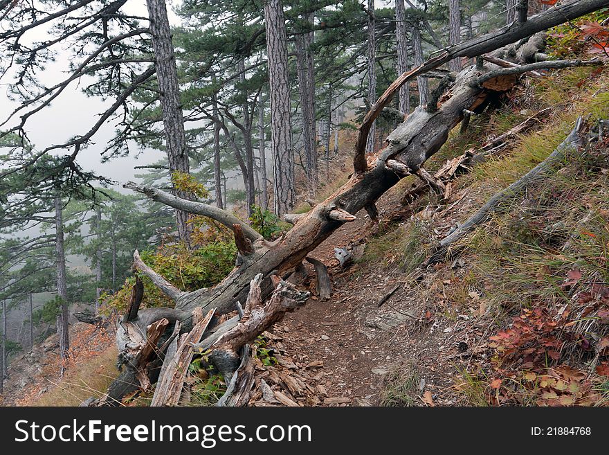 Old Dead Tree In Foggy Forest