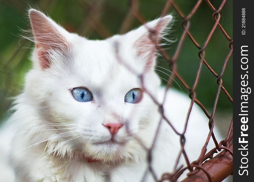 A white cat with blue eyes looking somewhere behind a grid. A white cat with blue eyes looking somewhere behind a grid.