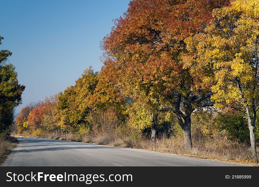 Road through colorful autumn trees in autumn time