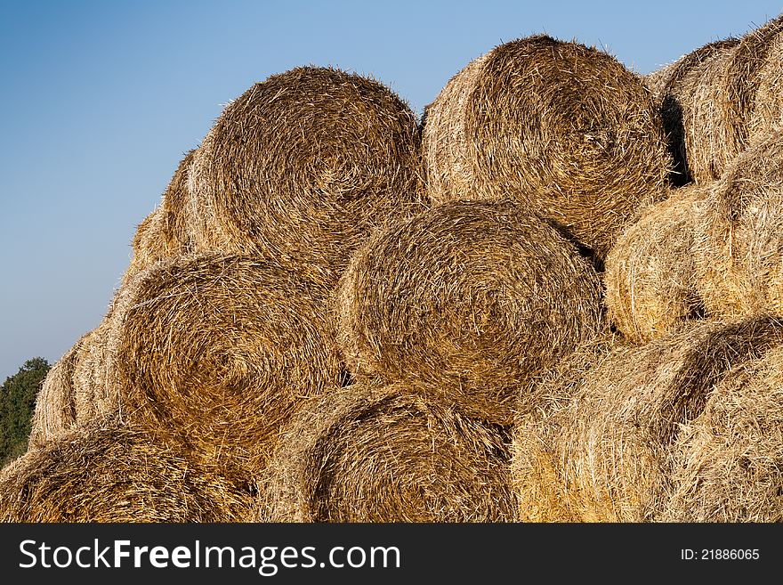 Many hay rolls stacked up and drying in the warm sun