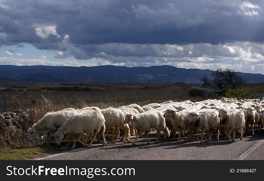 Sheeps On The Road.