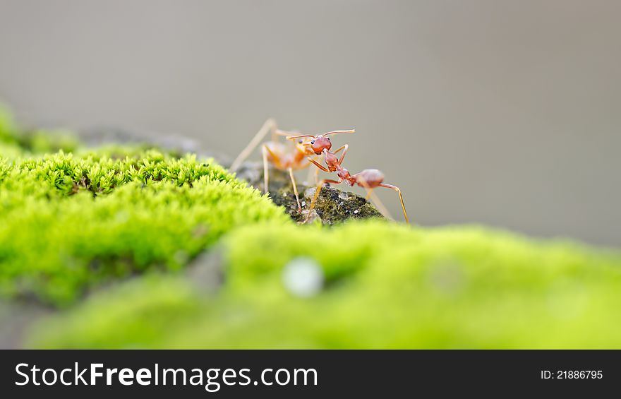 Two weaver ants exchanging food between each other