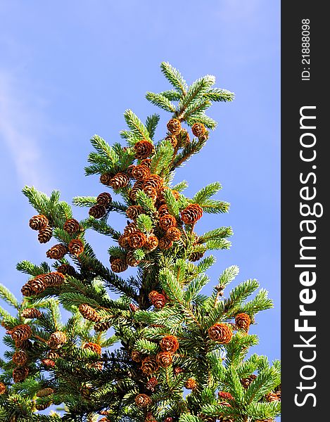 Branch of a fur-tree with cones