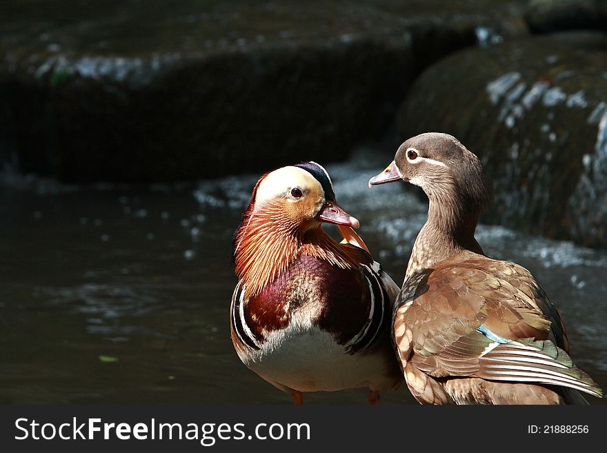 A pair of Mandarin duck in the Singapore Bird Park.