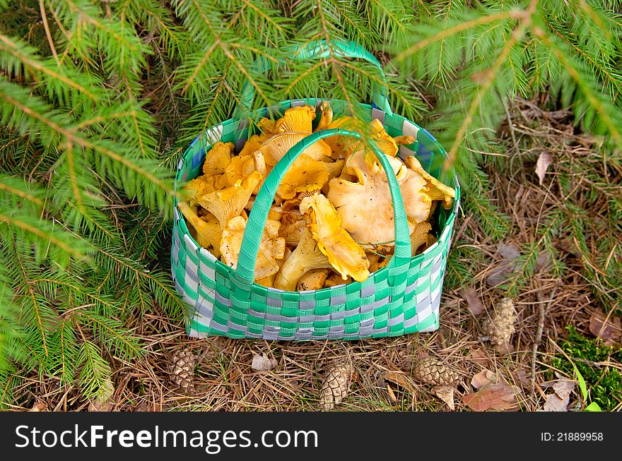 Basket of fresh chanterelle is a tree in the forest. Basket of fresh chanterelle is a tree in the forest