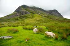 Sheep Grazing In The Amazing Landscape Royalty Free Stock Photos