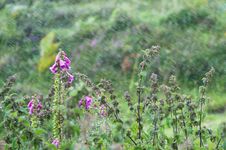 Nettle And Foxglove In The Rain Stock Image Nettle And Foxglove In The Rain Stock Image
