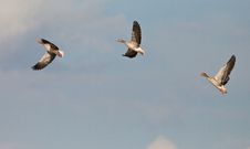 Three Greylag Geese On Flight Royalty Free Stock Photos