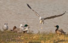 The Newcomer: Herring Gull Stock Images