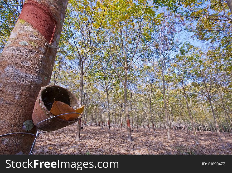 Empty rubber tree cup in winter. Empty rubber tree cup in winter.