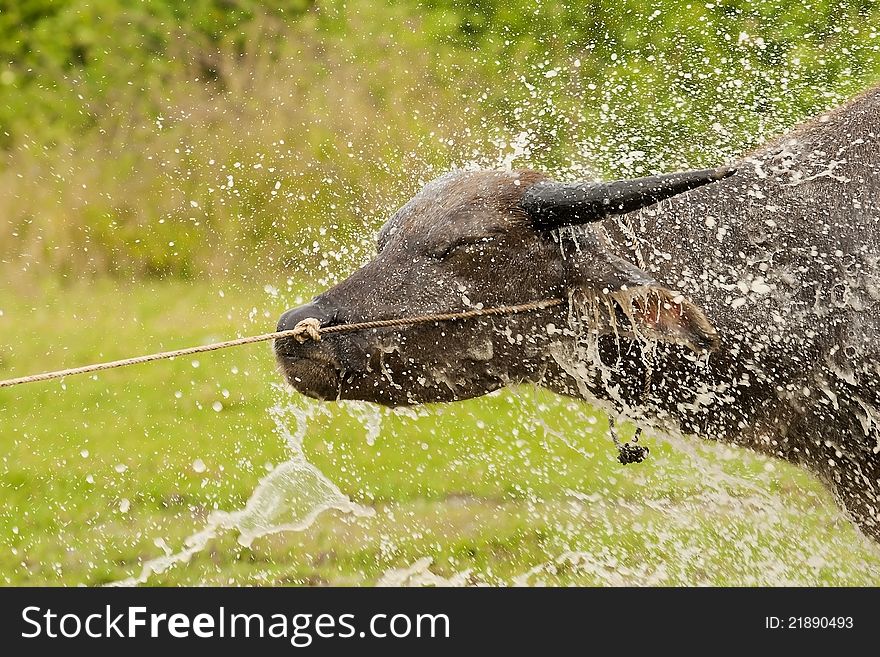 Buffalo face in water splash. Buffalo face in water splash