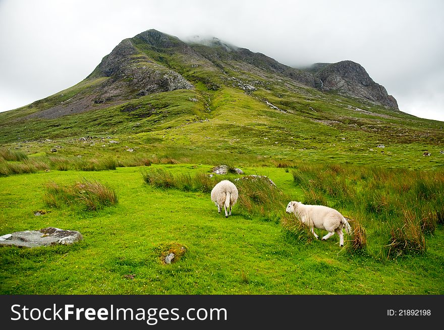 Sheep grazing in the amazing landscape of Scotland, under huge mountain