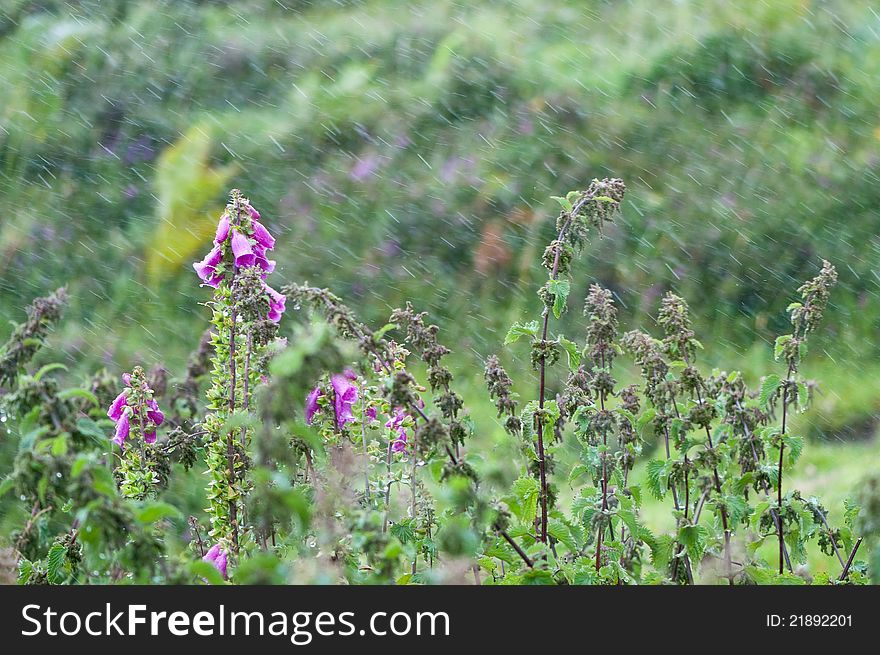 Nettle and foxglove in the rainy weather