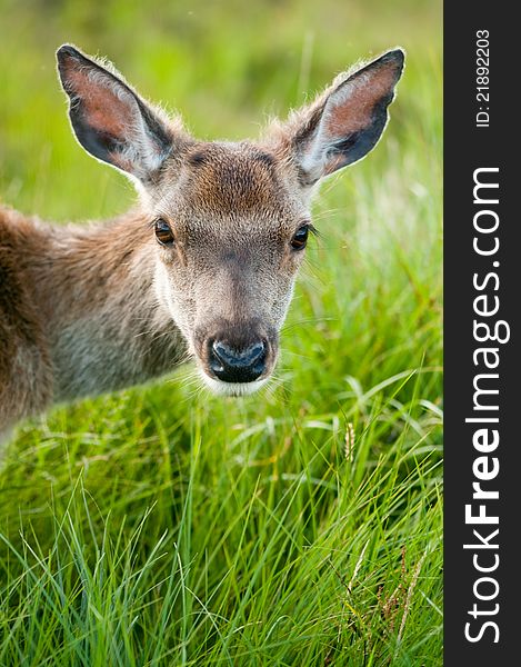 Whitetail buck portrait, curiously grazing in the high grass