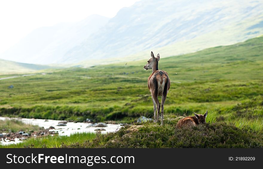 Whitetail Buck Female With Baby