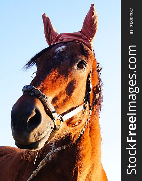 Horse with bandaged ears against blue sky