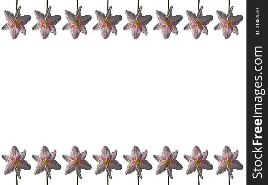 Star Gazer Lily frame, isolated on white background. Star Gazer Lily frame, isolated on white background