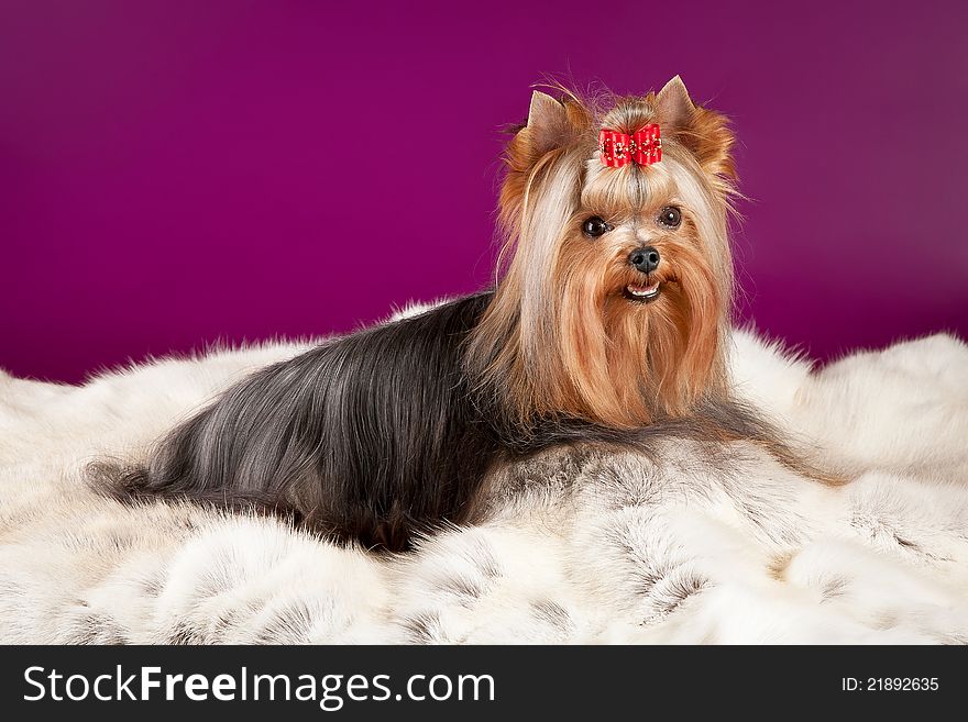 Yorkie on deer leather on dark purple background