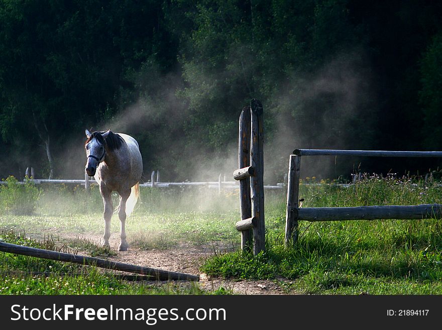 White horse standing behind opened gate in raising dust