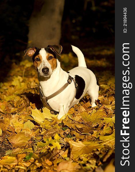 Dog Jack Russell Terrier in the autumn forest on the golden leaves. Dog Jack Russell Terrier in the autumn forest on the golden leaves