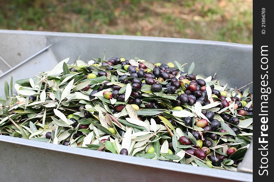 How to separate leaves from olives. How to separate leaves from olives