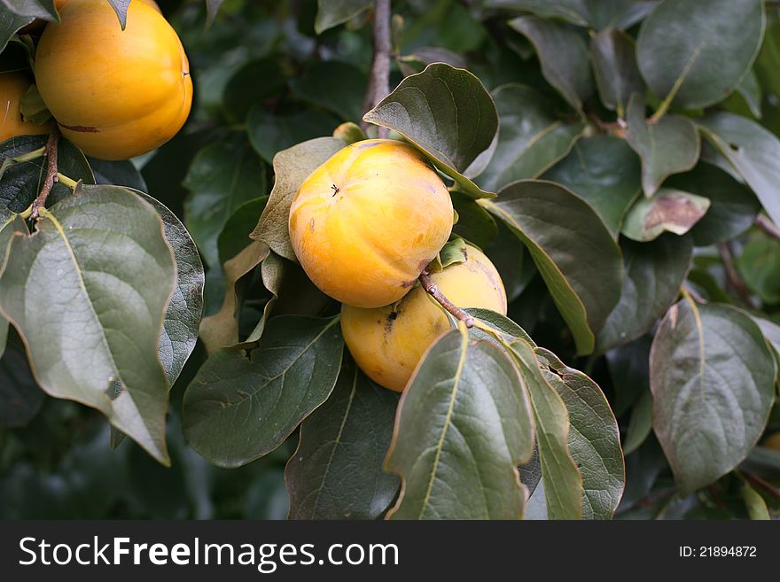 A persimmon tree with almost ripe fruits